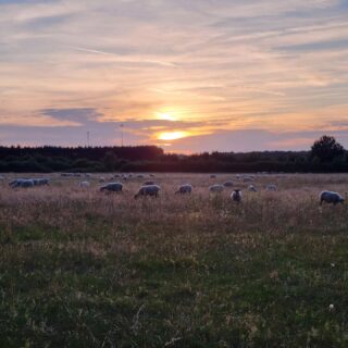 夕暮れ時の羊🐑
Sheep at the sunset 🌅
Des moutons au coucher du soleil.
#strandsoflifedesigns 
#frenchcountry