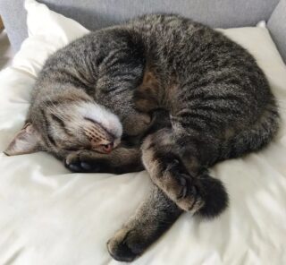 #猫の日 ですので寝子（変換間違い）を流します😌一体どういう格好で寝ているんでしょうか😶
Today is National Cat Day in Japan 🐈